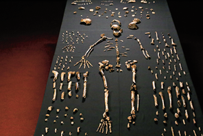 homo naledi