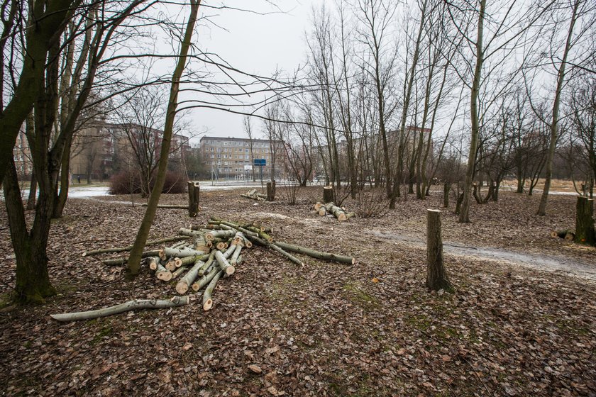 PiS kapituluje w sprawie wycinki drzew! Będzie nowelizacja ustawy