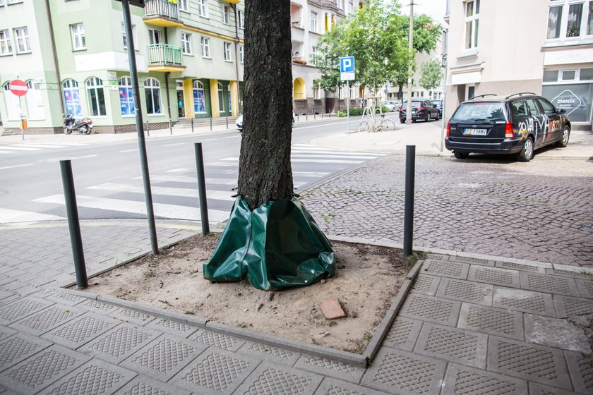 Testują nowy sposób podlewania drzew