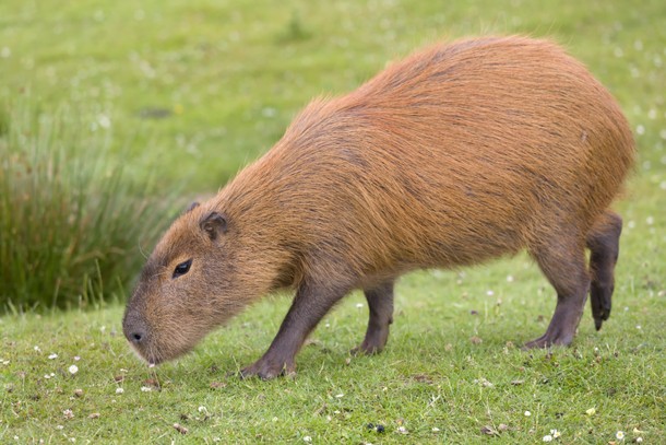 Wildlife Encounters From the Safety of Your Couch 