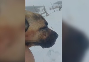 Neustrašivi pas spasio ovce od vuka