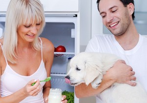 psi hrana01 jogurt foto profimedia