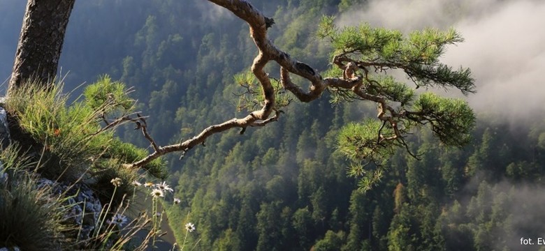 Symbol Pienin ponownie uszkodzony. Została mu jedna gałązka