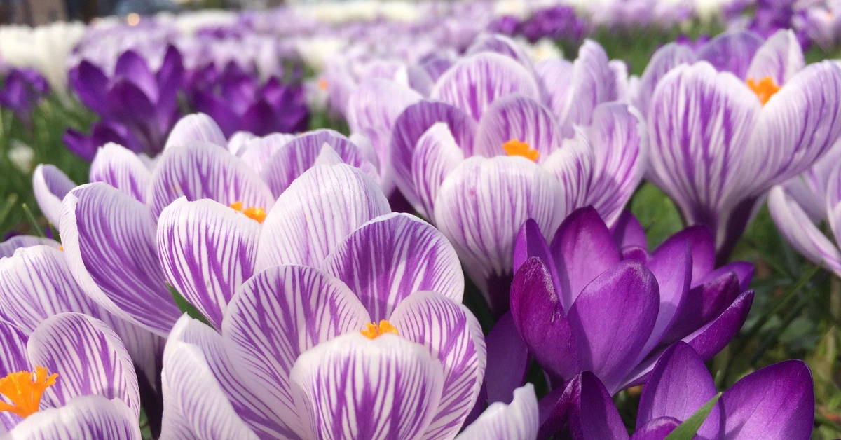 Jesień w ogrodzie nie musi być smutna. Te krokusy kwitną nie tylko wiosną