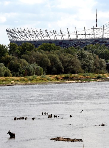 Łoś brodził w Wiśle w Warszawie