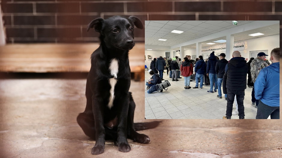 Akcja tymczasowej adopcji psów w schronisku w Krakowie
