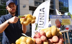 Rolnicy z AgroUnii rozdawali ziemniaki. "PiS nie zrobił dla polskiej wsi nic"