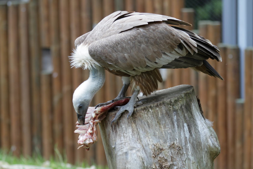 Nowy wybieg dla sępów w łódzkim zoo 