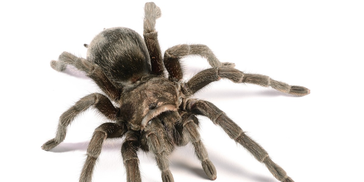 Tarantula