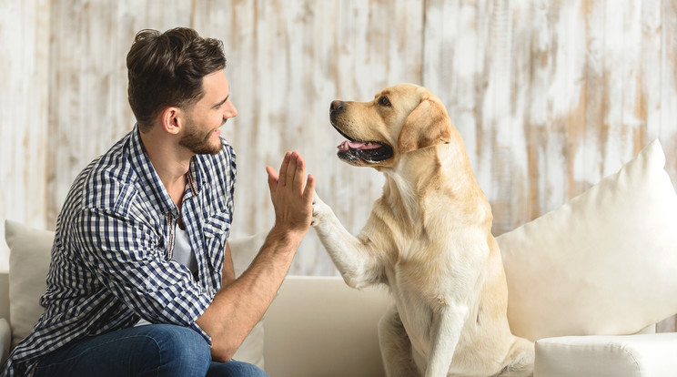 A kisállattartás nem olcsó mulatság, de azért vannak trükkök, amelyekkel lehet spórolni / Fotó: Shutterstock