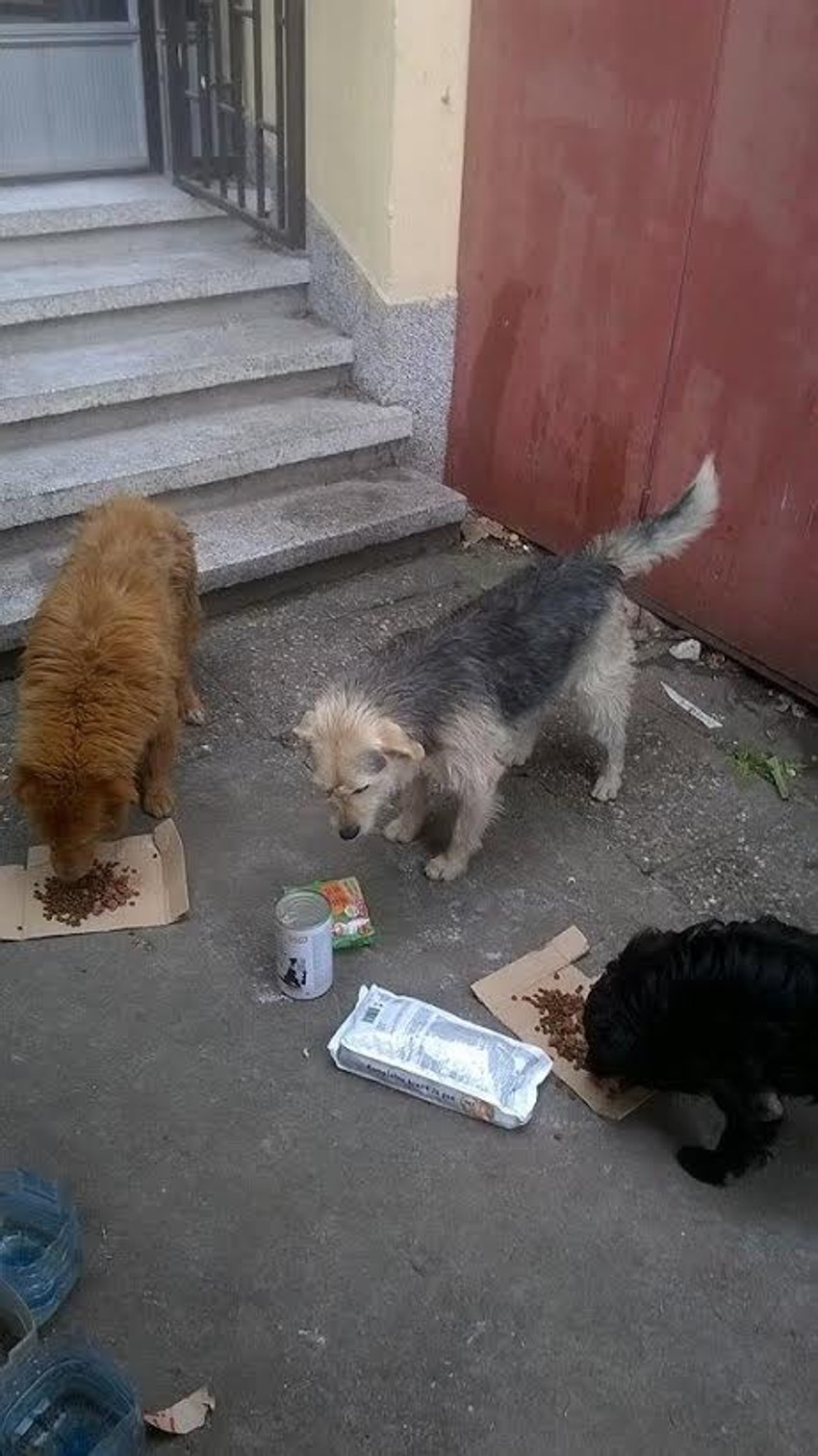 Banku hrane za životinje pokrenula je jedna Beograđanka uz pomoć volontera