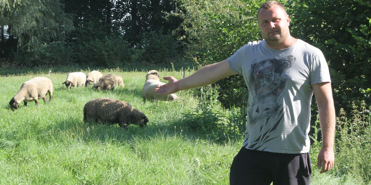 Dramat rolnika spod Koszalina. "Wataha wilków pożera mi owce!"