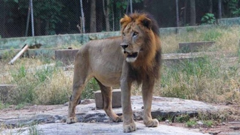 Lion escapes from Kano Zoological garden [ARTICLE] - Pulse Nigeria