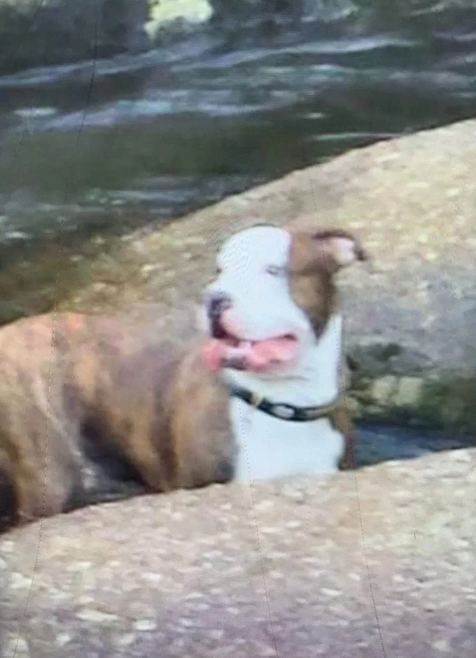 Pas koji je ubio Frenkija