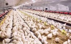 Drób i jaja drożeją skokowo, informują producenci