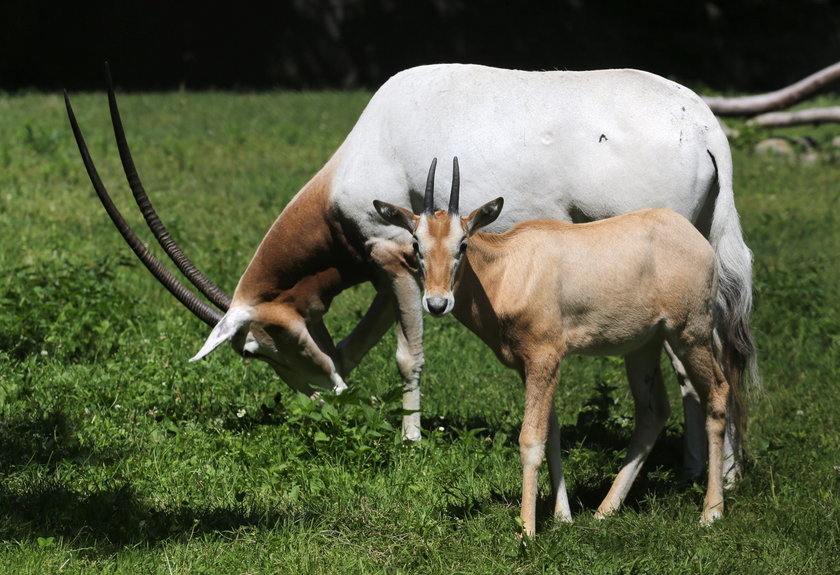 To urodziło się w ZOO