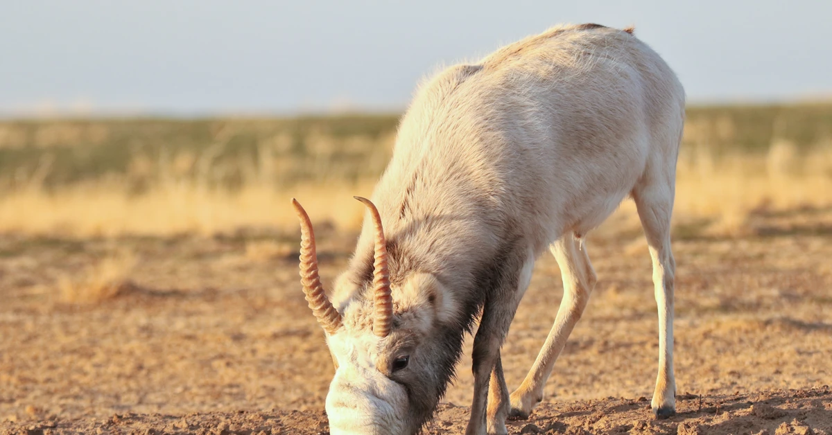 Nietypowy, ale miły QUIZ ortograficzny. Czy wiesz, jak napisać nazwy tych zwierząt?