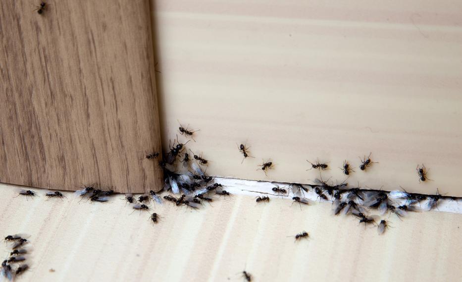 Ha a hangyák elszaporodnak, nehéz kiirtani őket a lakásból Fotó: iStock