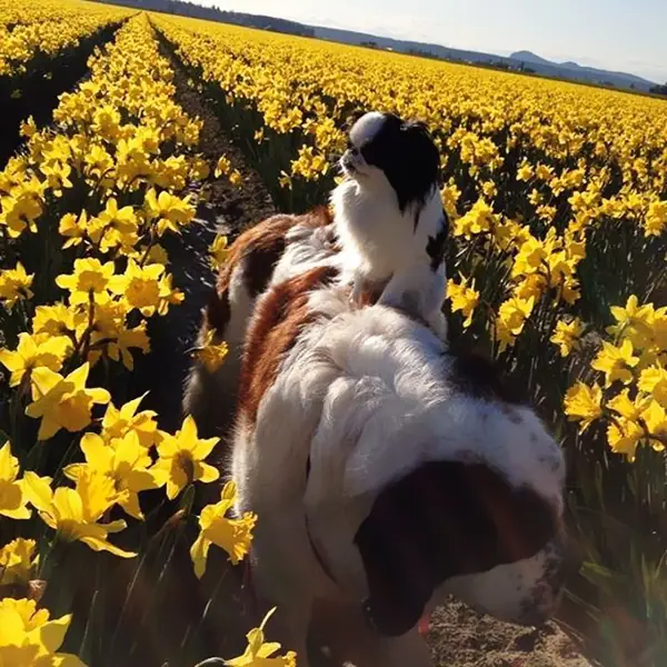 giant-saint-bernard-carries-tiny-dog-blizzard-lulu-david-mazzarella-8