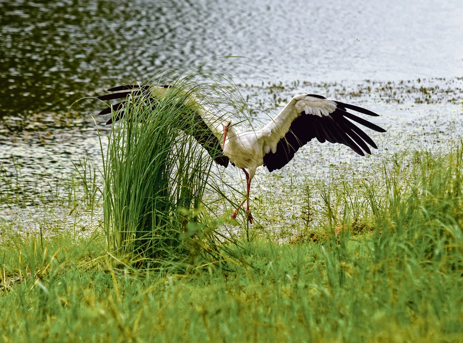 Sive čaplje, bele i crne rode redovni su posetioci ovog ušuškanog dela Srbije