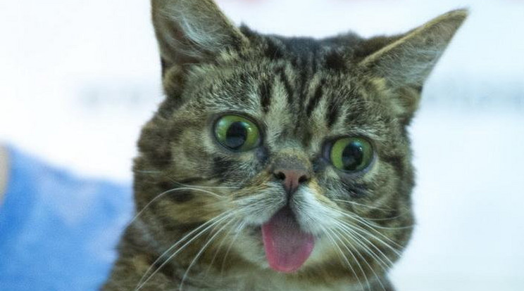 Lil Bub / Fotó: Profimedia/Reddot