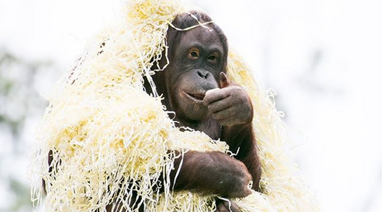 Maya, az orangután fészeképítés helyett ruházkodik a beadott papírokból .