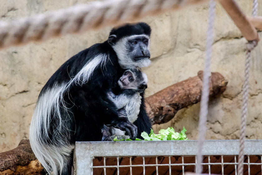 Biała gereza przyszła na świat w chorzowskim zoo