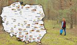 Gdzie są już grzyby? Lubuskie tonie w kurkach [AKTUALNA MAPA]