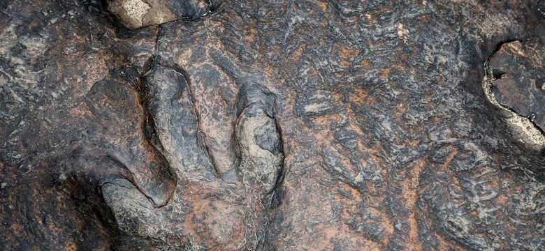 Tajemnicza kradzież... śladu dinozaura. Złodziej działał na zlecenie kolekcjonera?