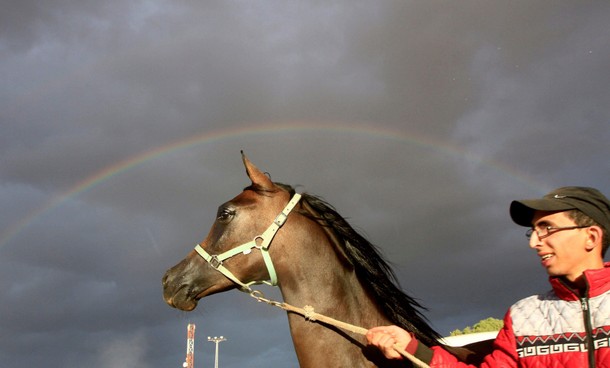 Rainbow appears on the sky as a Palestinian shows off a young Arabian horse during the Palestinian c