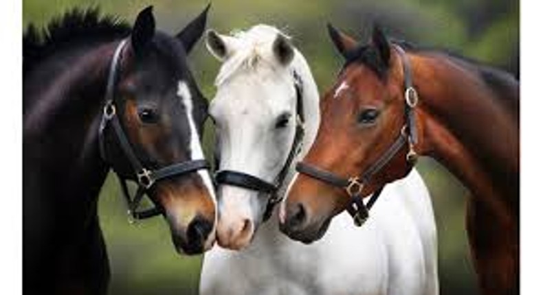 Bystanders amazed as horses wear face masks to avoid COVID-19 (video)