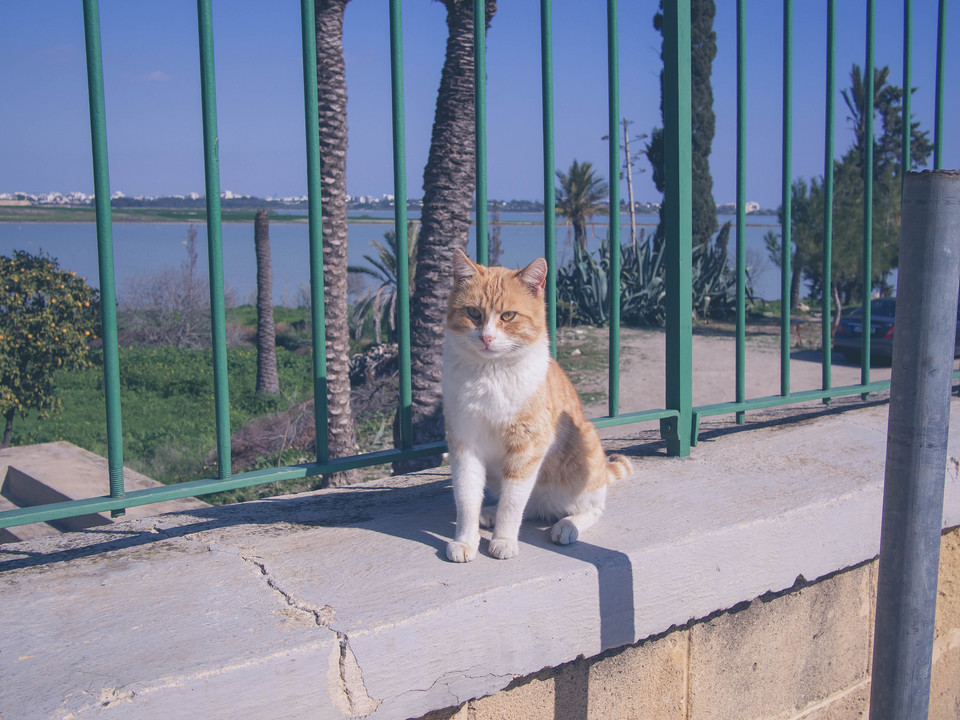 Kot, Cypr