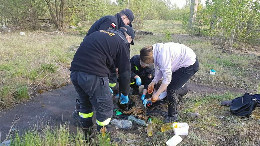 Dramatyczna akcja ratowników. To się stało z czworonogiem