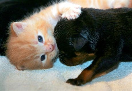 Mandatory Credit: Photo by Jerry Daws / Rex FeaturesMother cat Sky with her kittens and Rotweiiler puppys she looks after when their mother rejected them.Sky the Cat with Her Kittens and Rottweiler Puppys that she looks after after they were rejected by their mother, Norfolk, Britain - Jul 2007