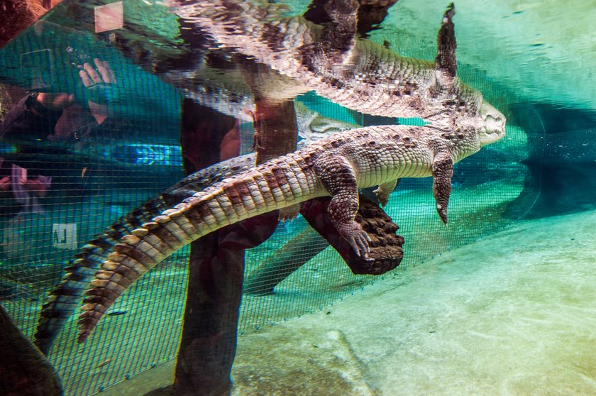 Krokodyl w Afrykarium we Wrocławiu