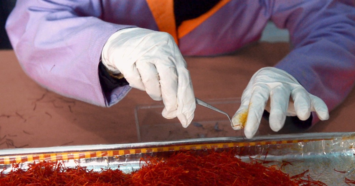 Real saffron can cost you over 10,000 per kilo. Here's what makes it so expensive Business
