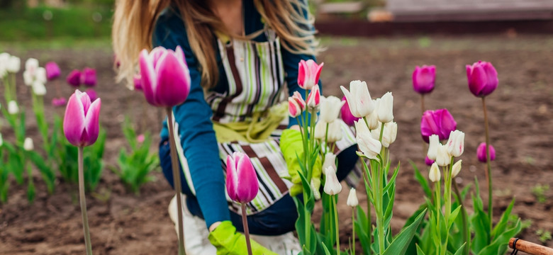 Genialny patent ogrodnika na tulipany. Będą kwitły dłużej