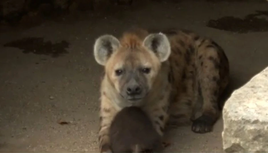 Mama hijena sa prinovom