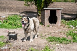 obowiązkowe czipowanie psów już wkrótce. sejm pracuje nad projektem