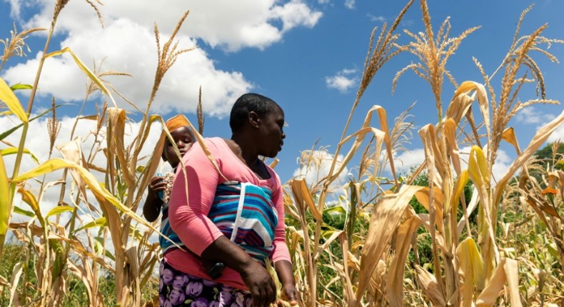 Zimbabwe is in the throes of a drought that has created havoc amid sky-high inflation