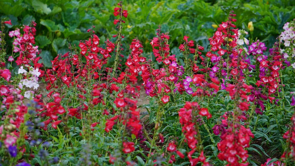 Penstemon - Paulina/stock.adobe.com