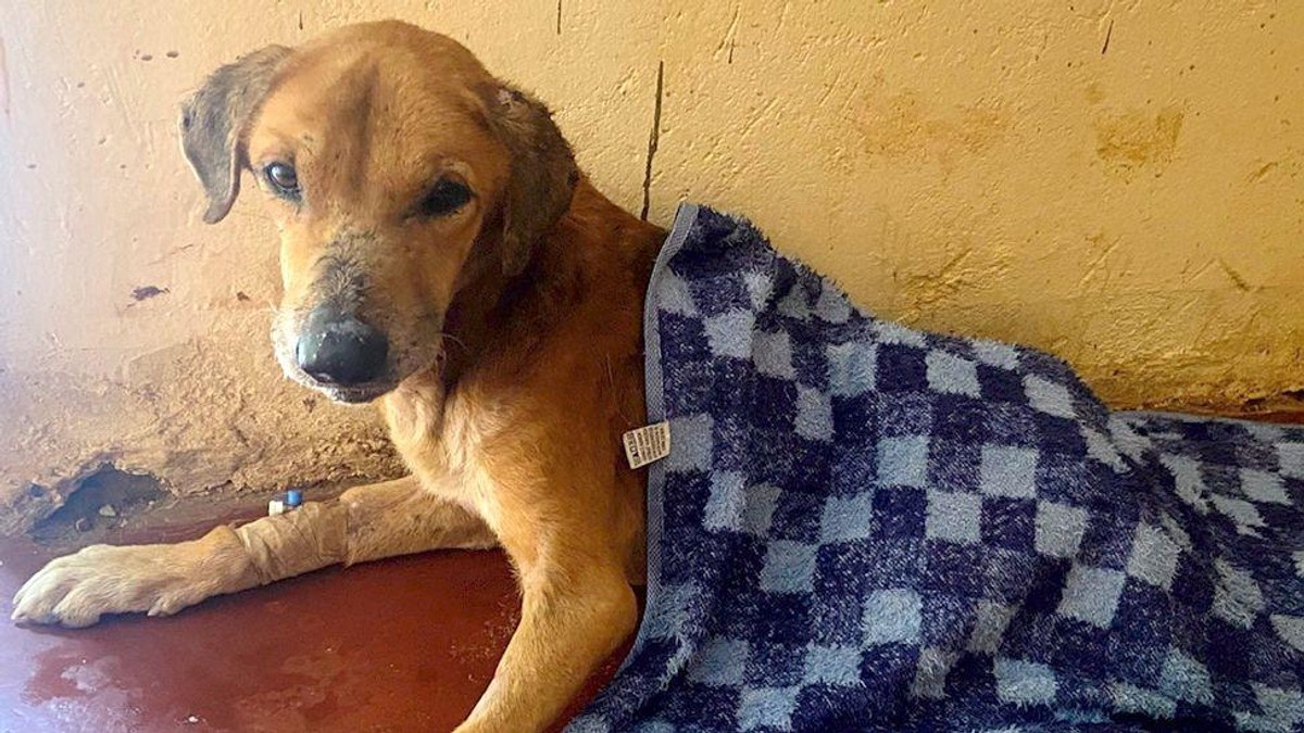 Raseta je veterinar lečio pošto je povređen i korišćen je u prevarnim kampanjama za prikupljanje novca | Foto: BBC