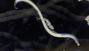 A tardigrade rides a nematode, in a screengrab from the award-winning video.Quinten Geldhof