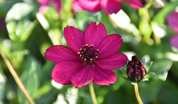 čokoladni cosmos