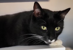 Czarny kot przynosi pecha? 'Czarci pomiot' sam ma wielkiego pecha! [FOTO]