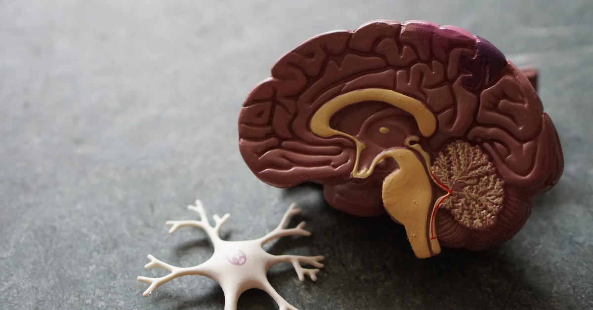 Przełomowe odkrycie: Naukowcy odwrócili starzenie się mózgu i utratę pamięci