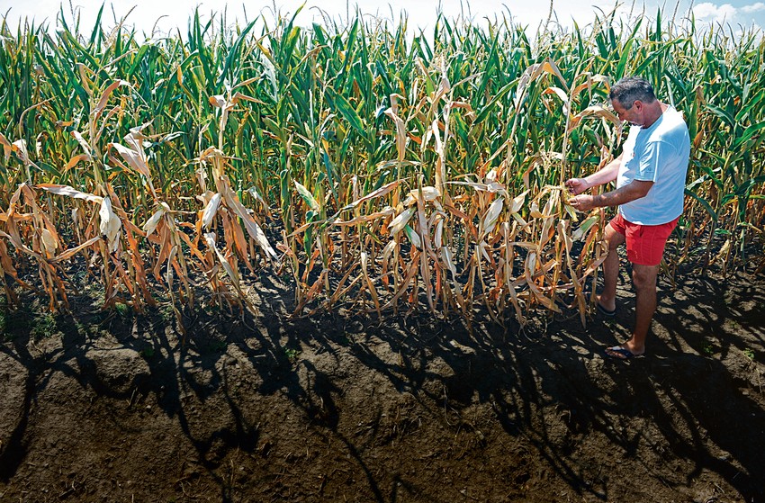 Na mnogim njivama šteta će biti stopostotna, neće biti šta da se ubere
