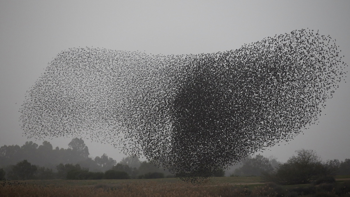 epa06465793 - MIDEAST ISRAEL WEATHER ANIMALS BIRDS (Flock of starlings in Israel)