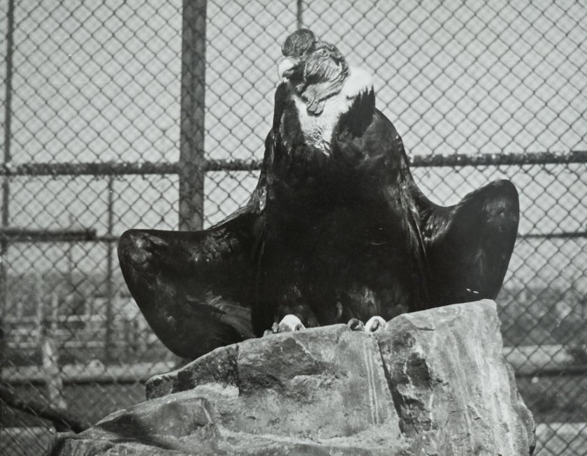 Chorzów. Śląski Ogród Zoologiczny ma 60 lat