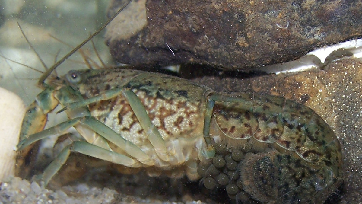 Mutant popularnego dziesięcionoga, który rozmnaża się bezpłciowo, uciekł z akwarium w Niemczech i rozpoczął globalną inwazję na świat. W ciągu dwóch dekad klony zwierzęcia rozprzestrzeniły się w Europie i Afryce, niszcząc lokalne ekosystemy i wypierając rodzime gatunki. Nie jest to kiepski scenariusz filmu, ale rzeczywistość – informuje Sciencemag.com. Serwis przytacza nowe wyniki badań nad rakami marmurkowatymi.